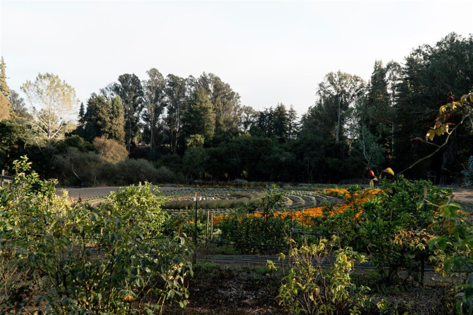 Another of Several YouPick Farms