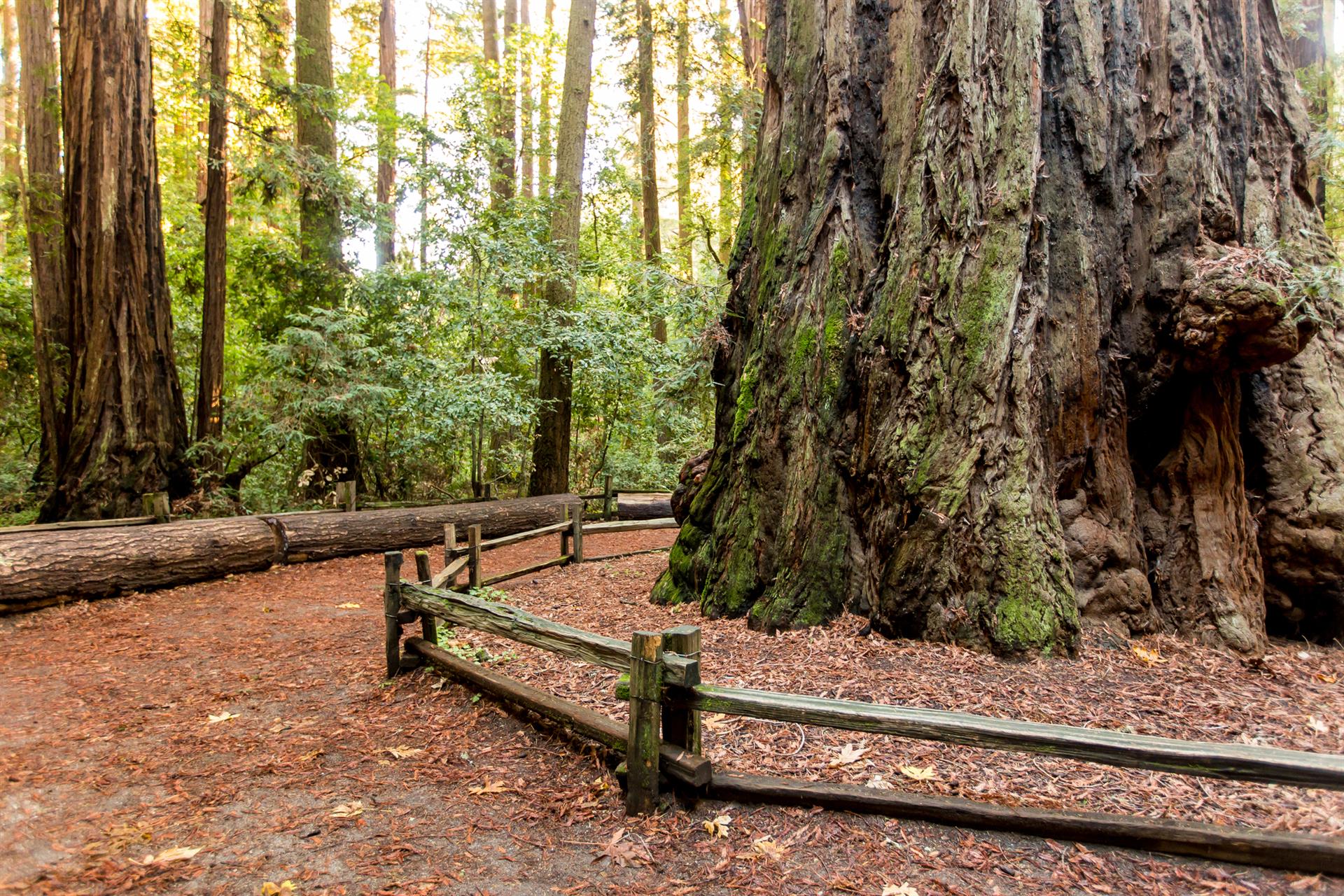 There are Several State and Local Parks with Giant Redwoods