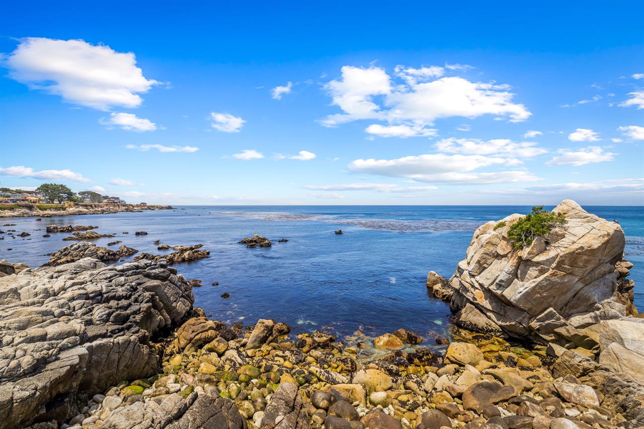 Keep an Eye Out for the Sea Otters at Play