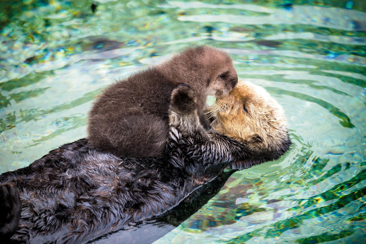 Sea Otters of Monterey Bay