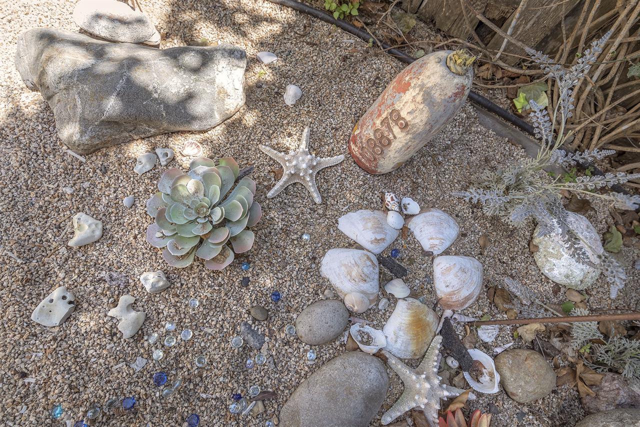 Collectibles from the Sea