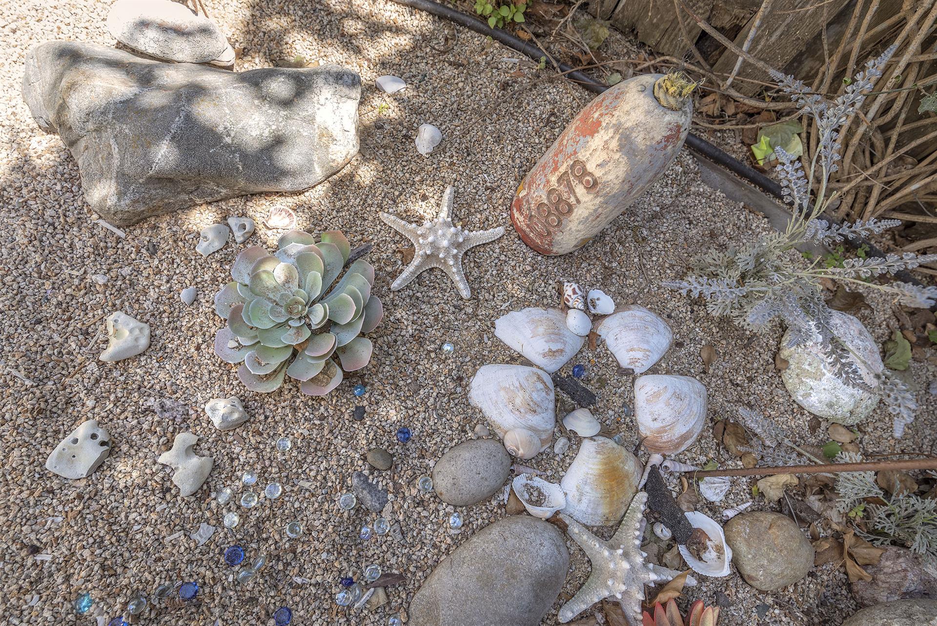 Collectibles from the Sea