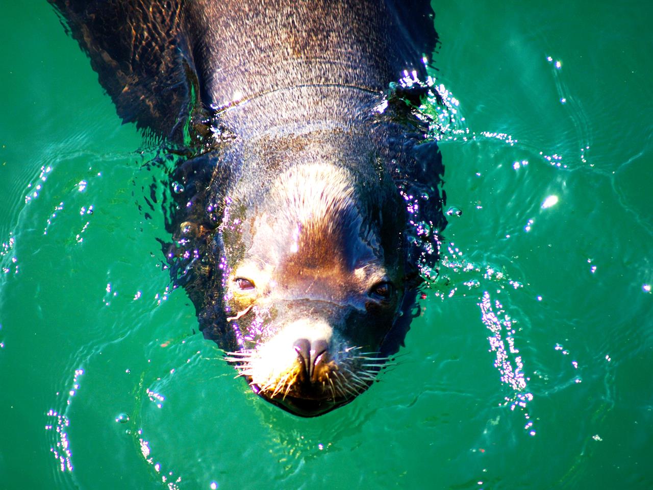 One of Many Friends Youll See in the Harbor