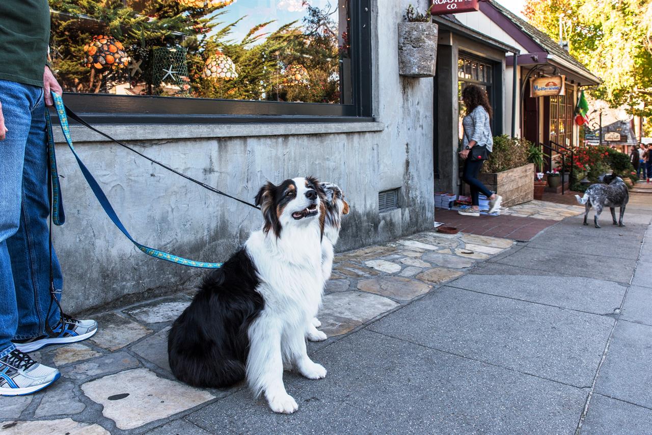 Downtown CarmelbytheSea  Doggie Paradise