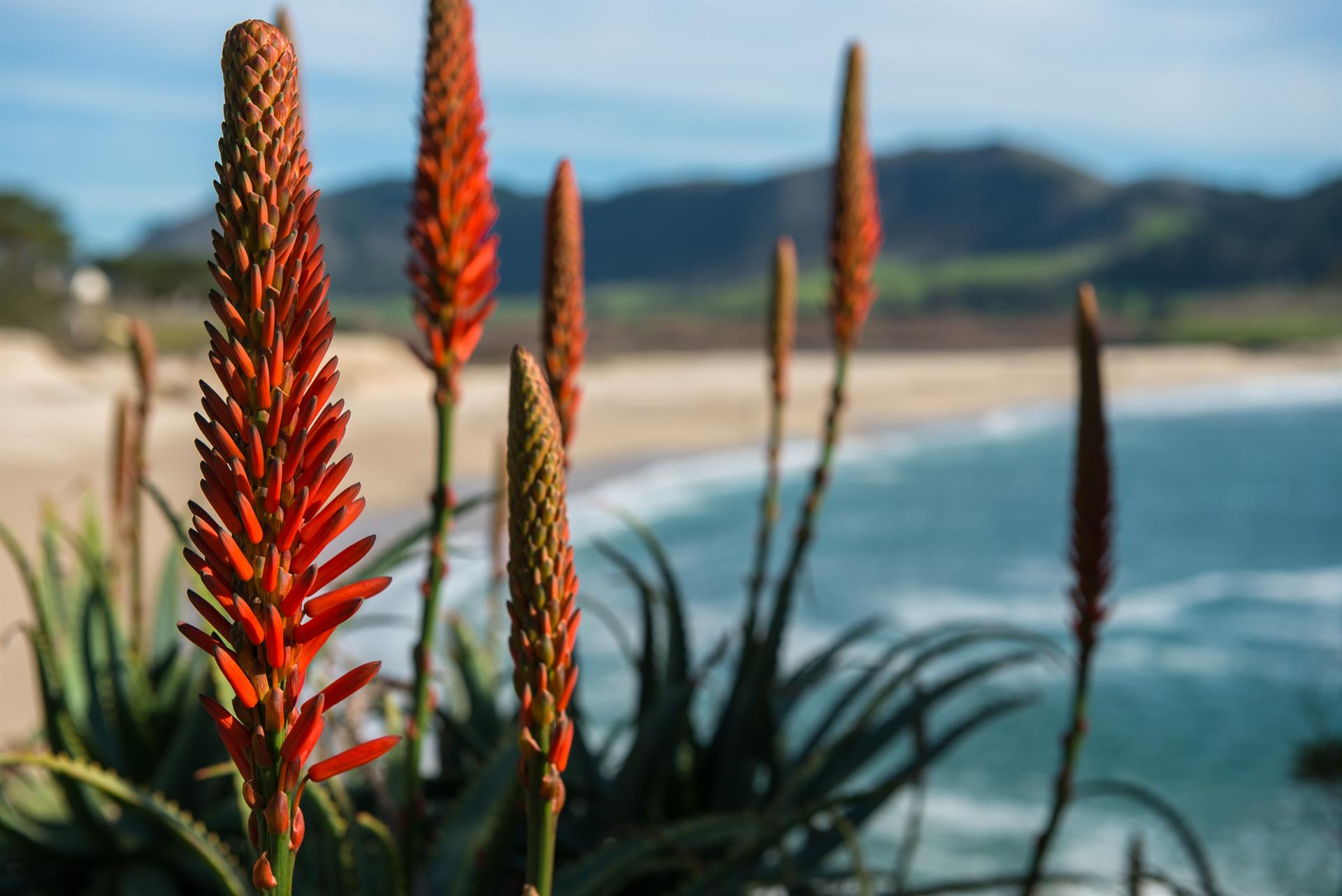Nearby Carmel River Beach