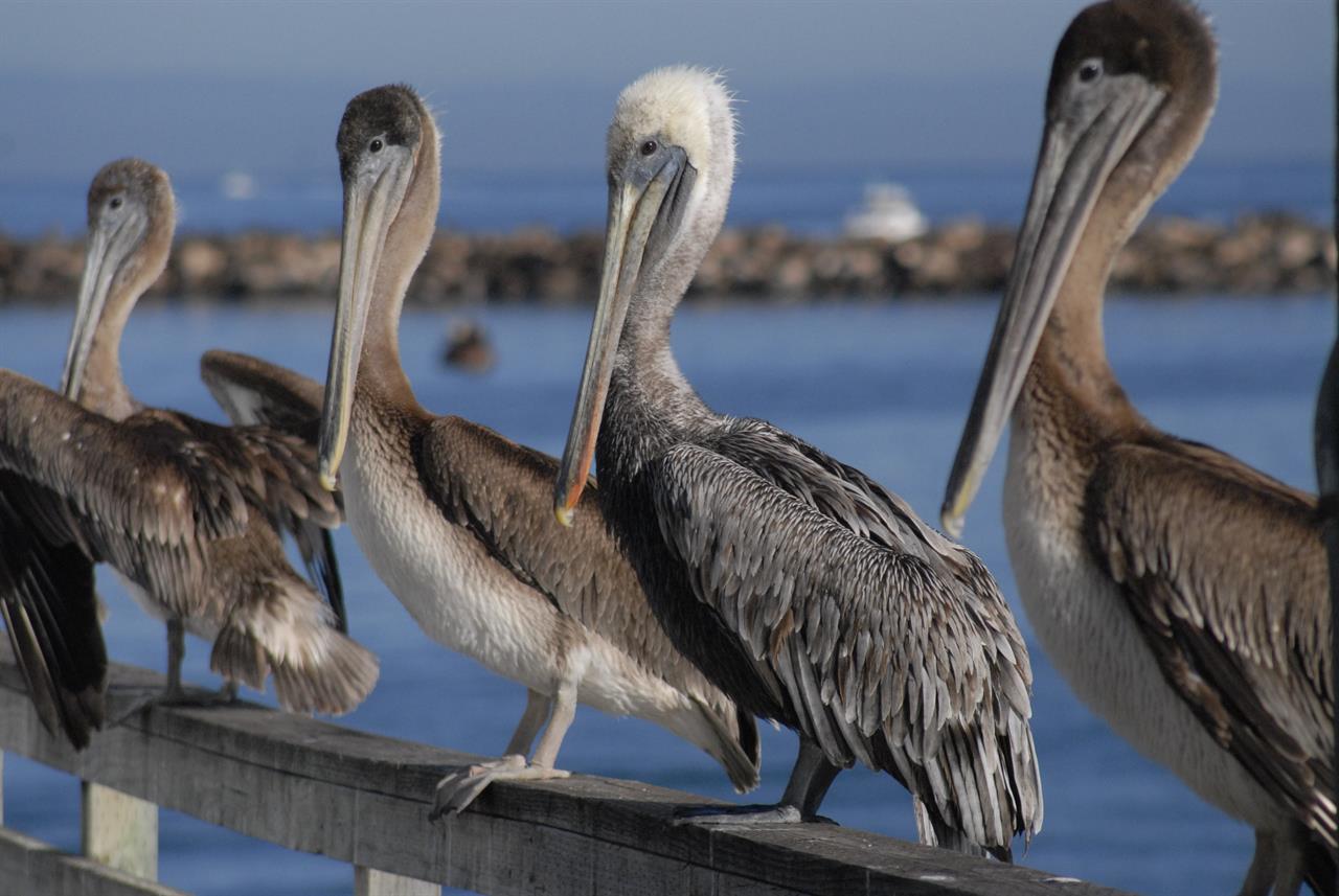 Fishermans Wharf Monterey
