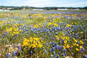 Carmel Valley