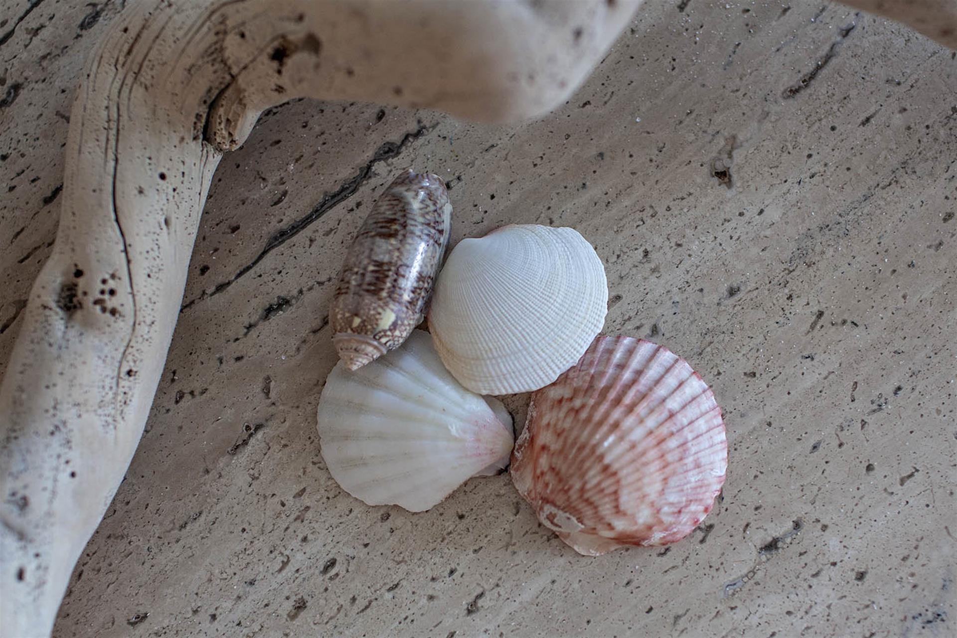 HSRC 117 Beach Shells