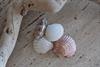 HSRC 117 Beach Shells
