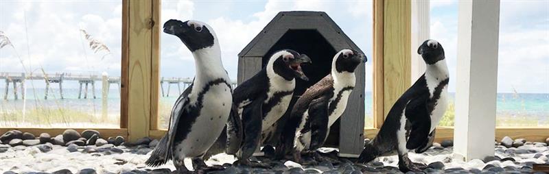 Penguins at the gulfarium