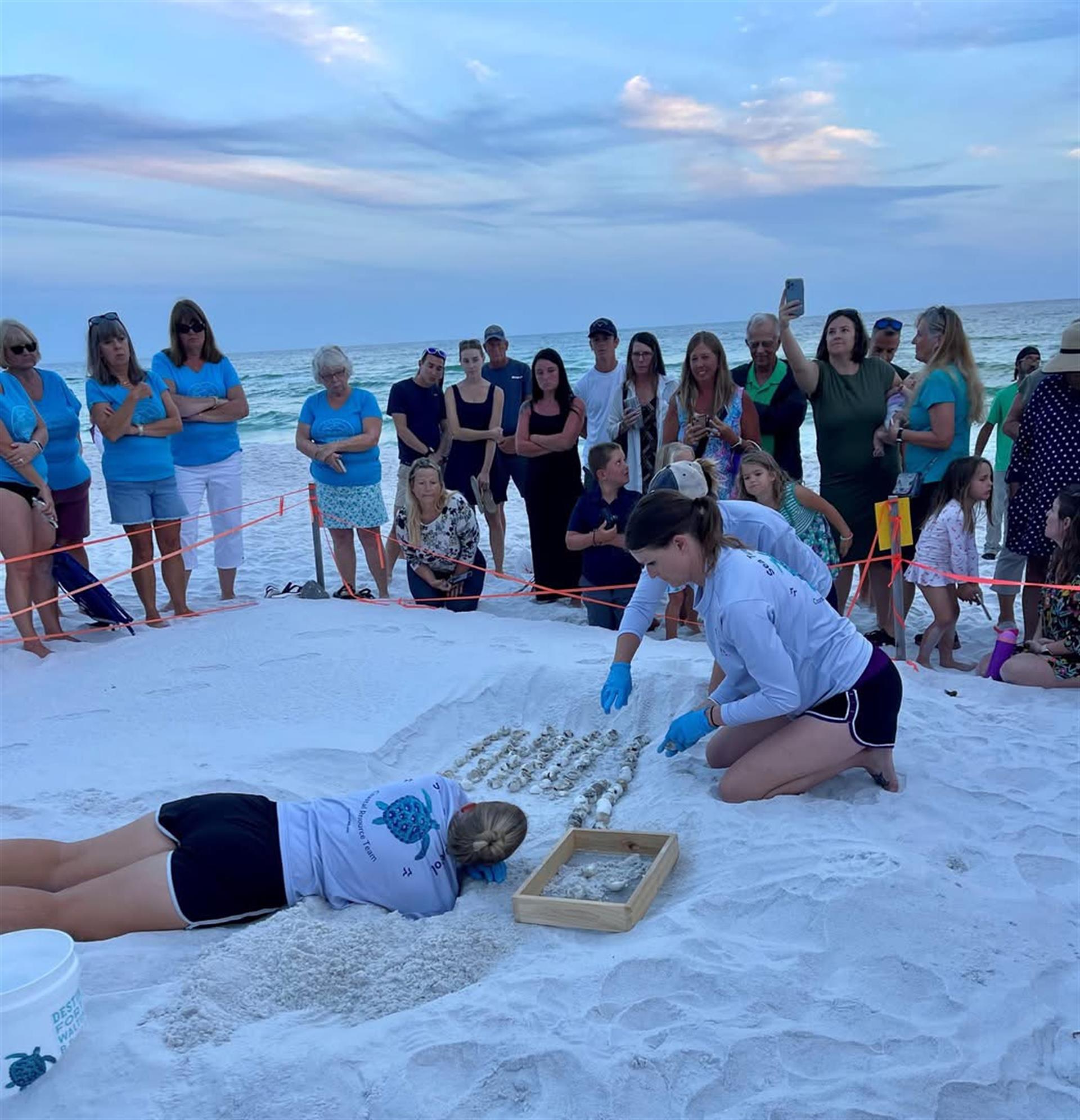 Sea Turtle Nest Hatched
