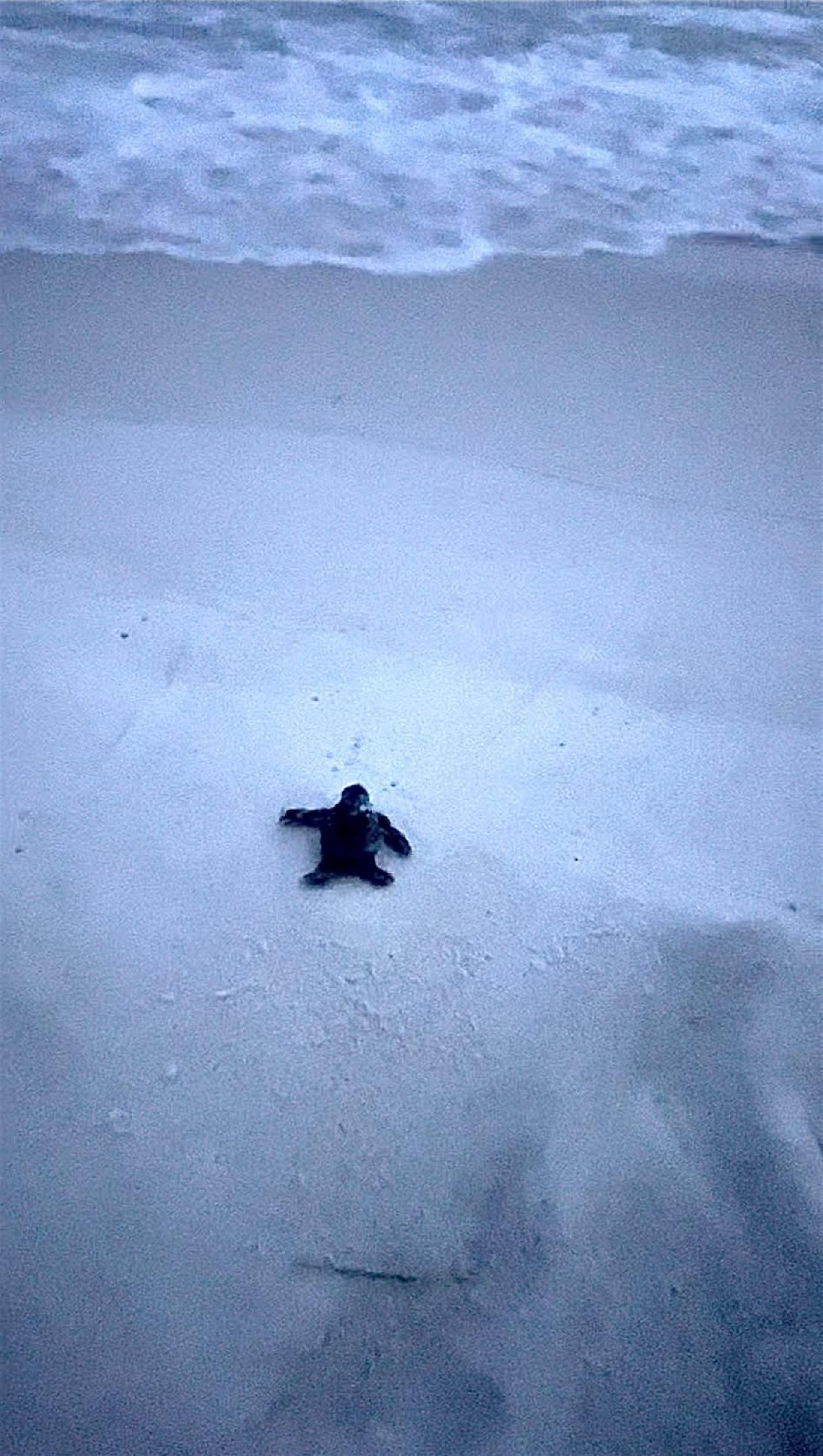 Sea Turtle Nest Hatched