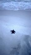 Sea Turtle Nest Hatched