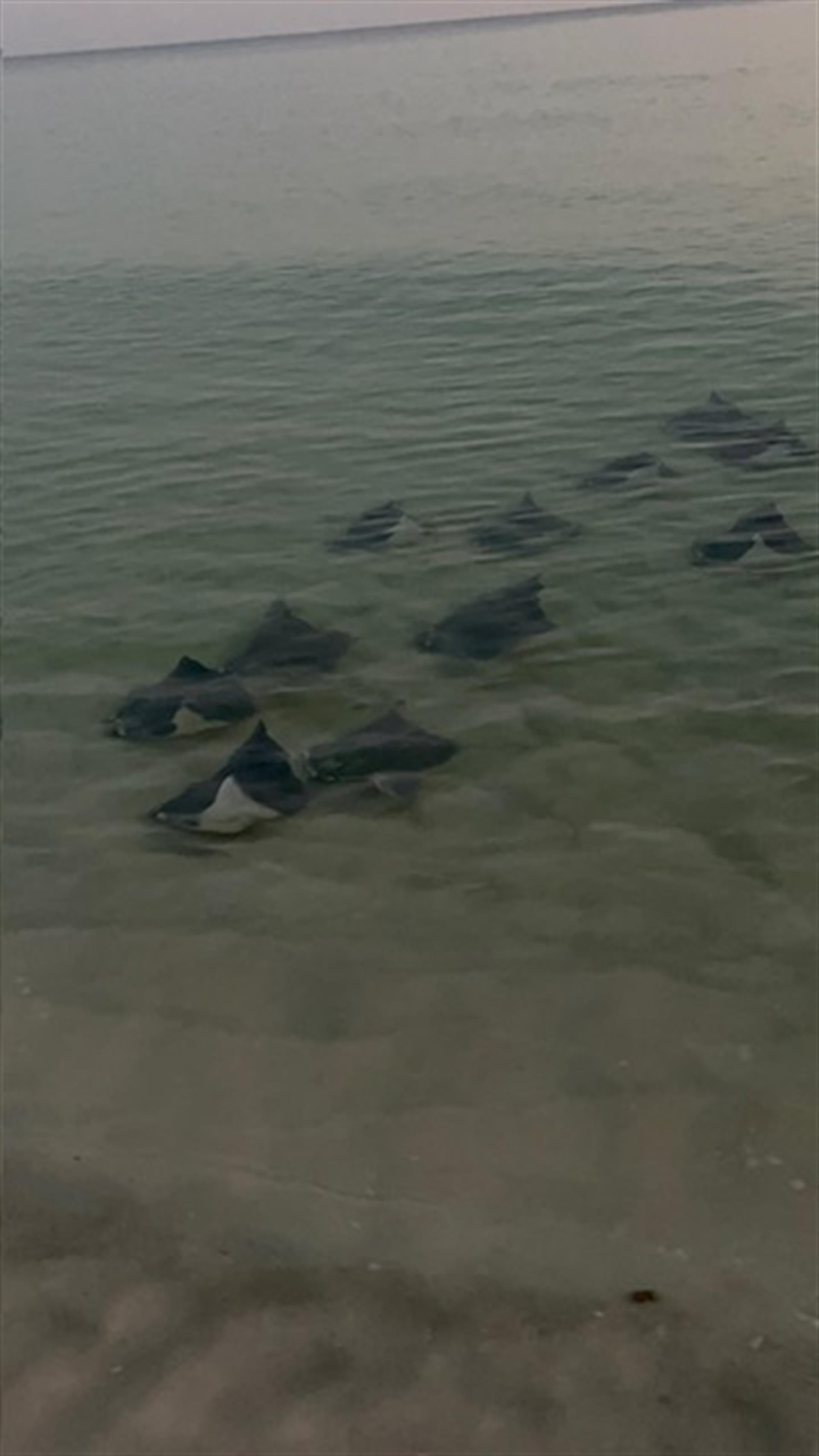 Sea Turtle Nest Hatched
