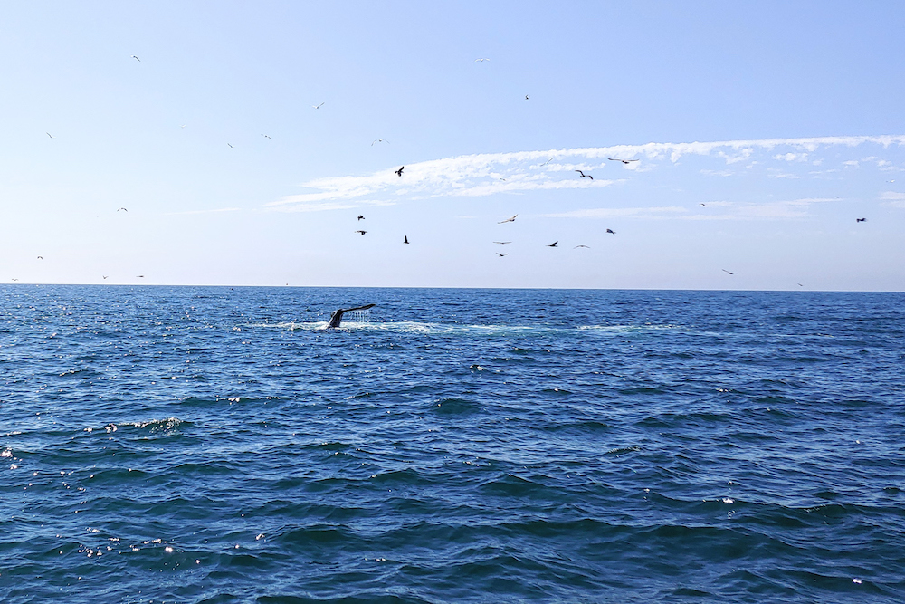 whale tail