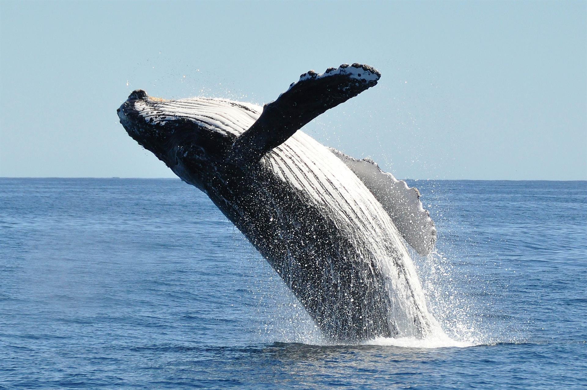 Daveys Locker Whale Watching