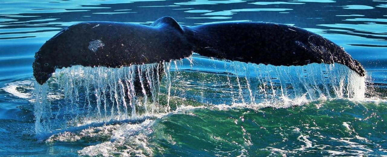 730984 Whalestales1500x609 B