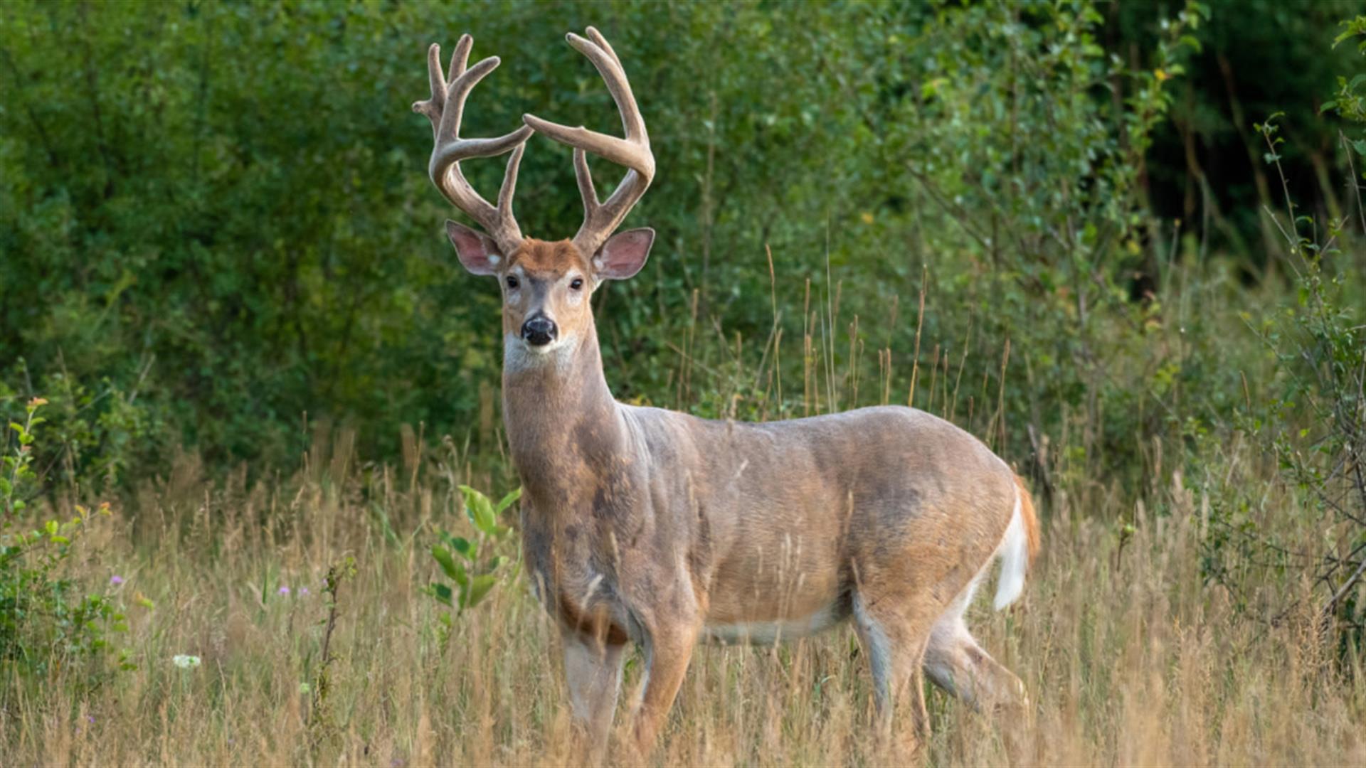 deer_hunting_velvet_bucks