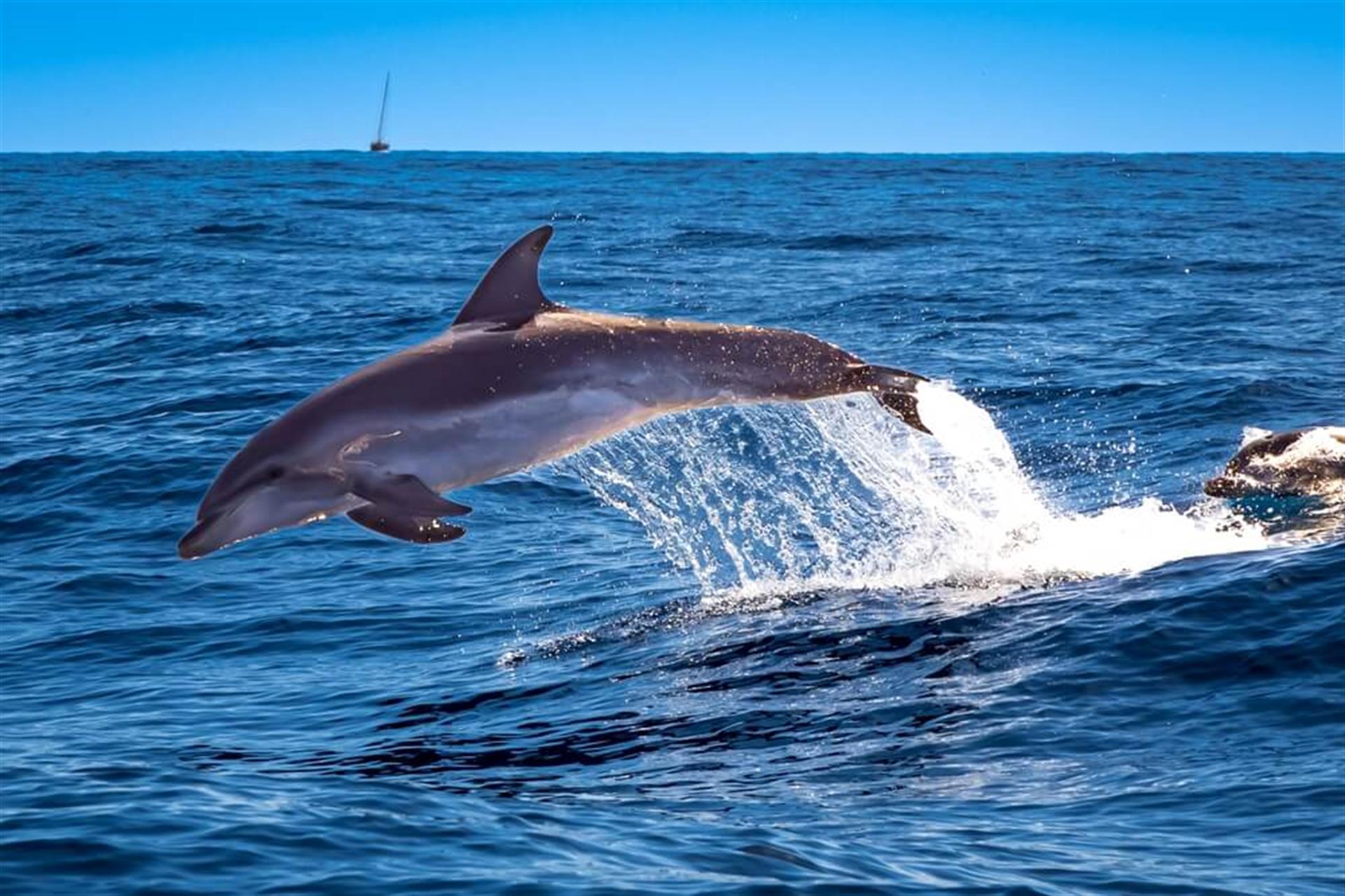 Dolphin Cruise Panama City Beach