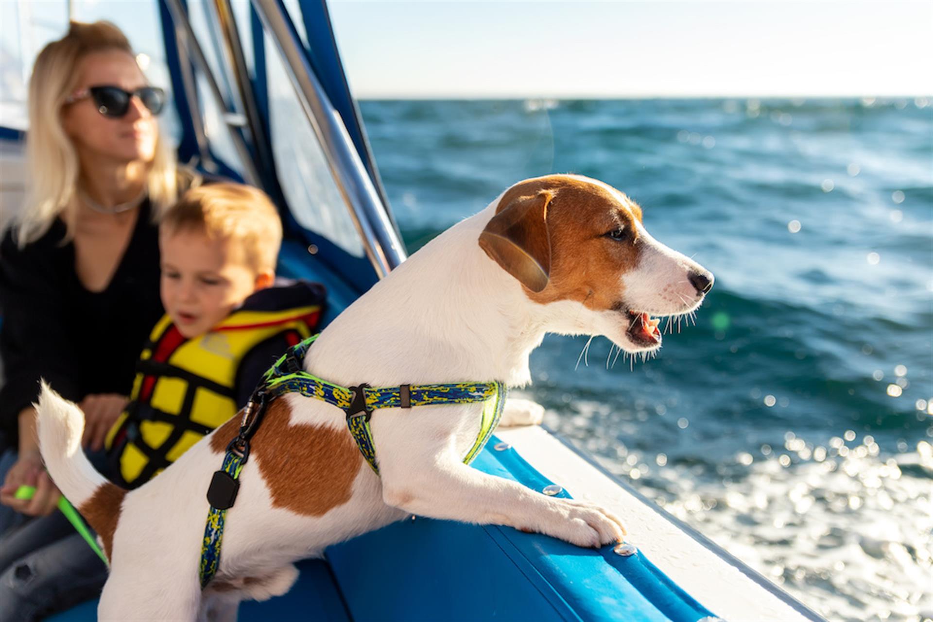 Dog on boat in Destin