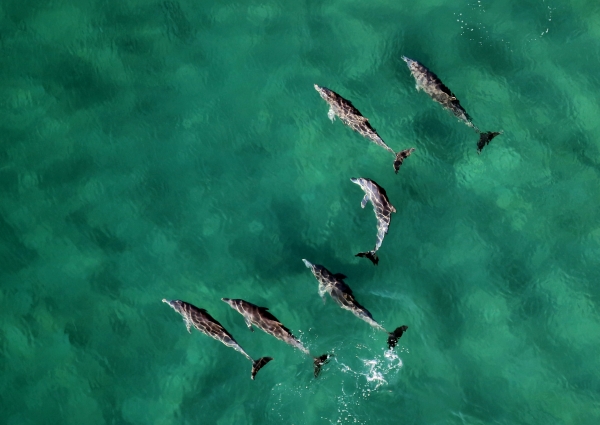 Dolphins in the Sea