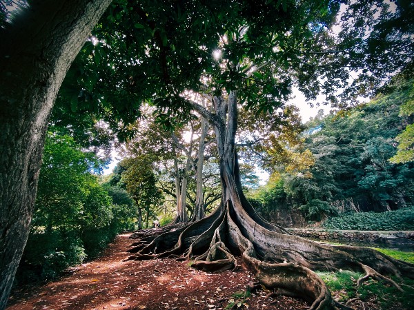 Kauai Botanical Gardens