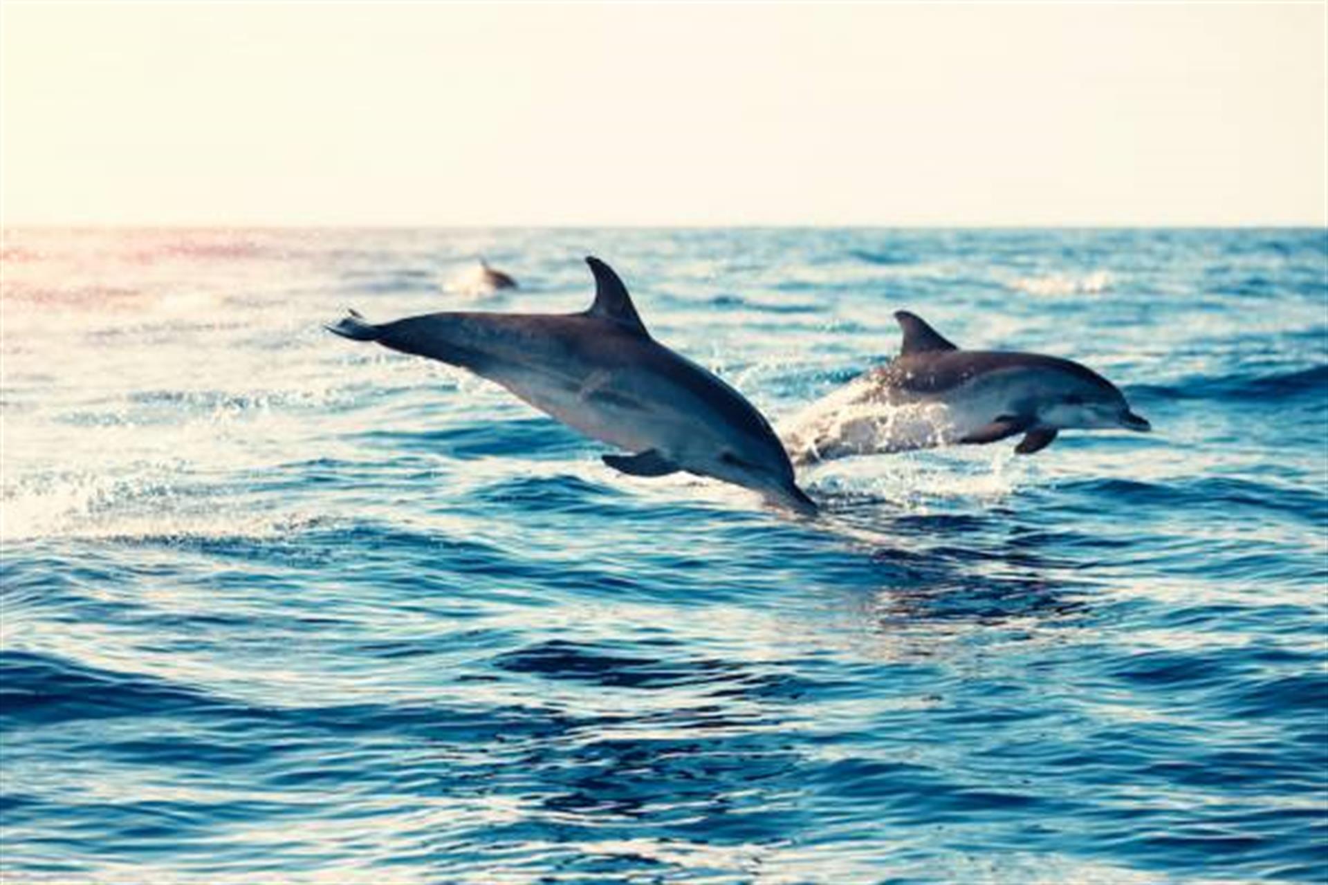 dolphin cruise