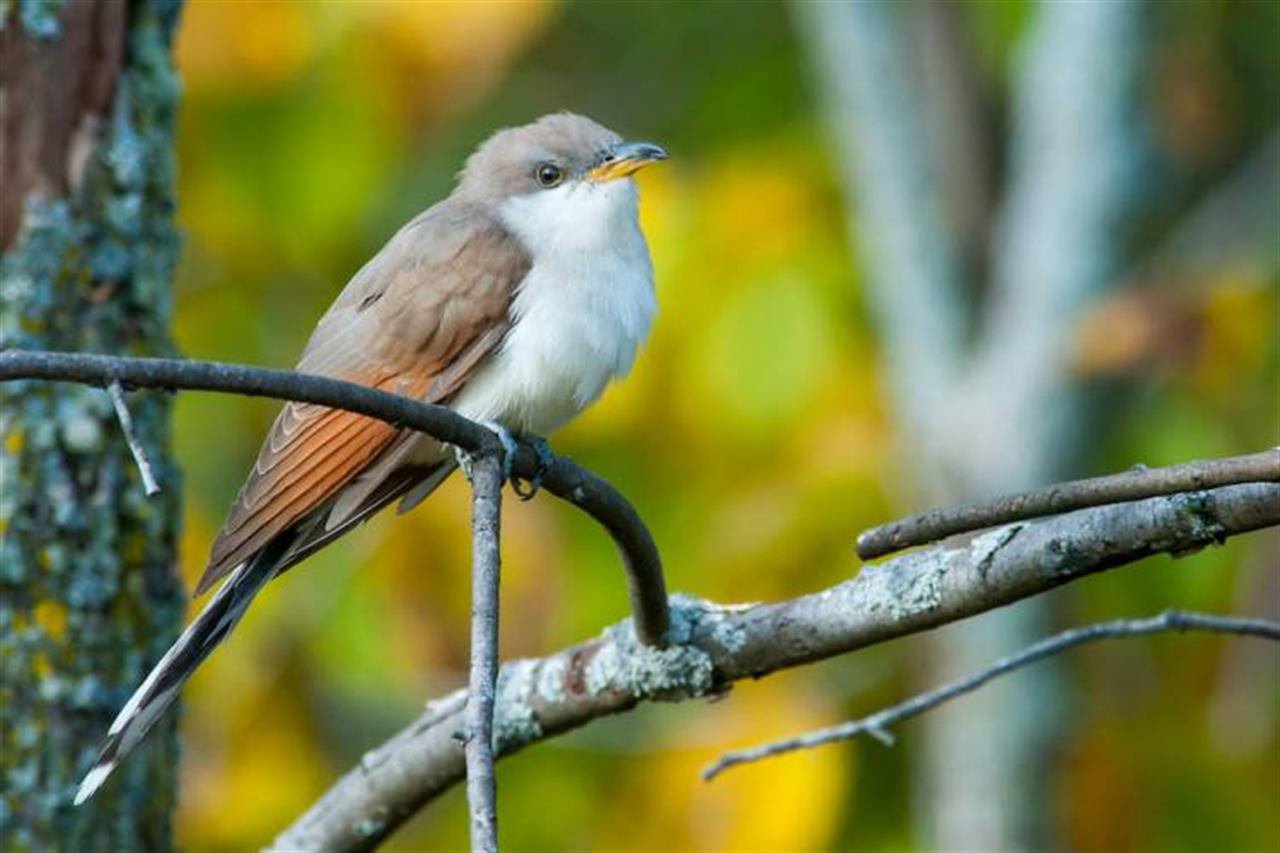 13116 Yellowbilled Cuckoo B