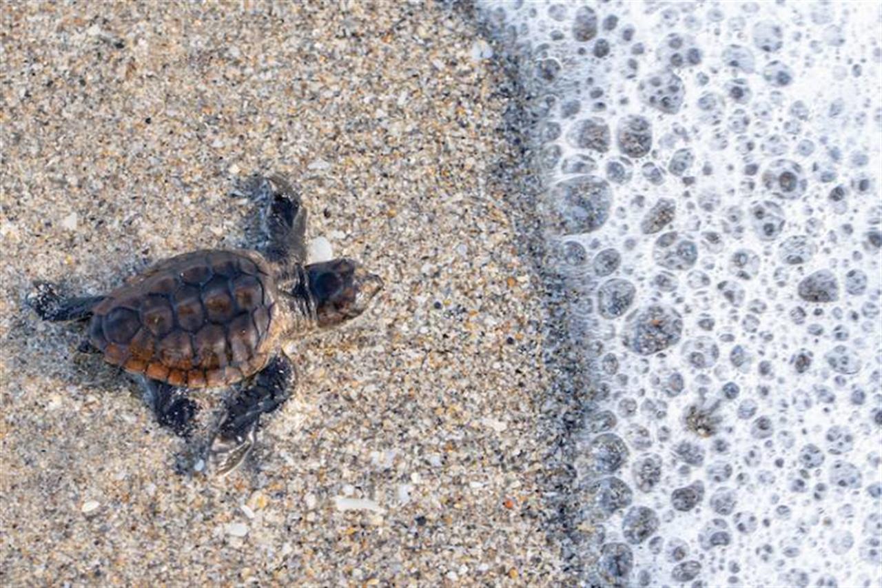 13122 Loggerheadturtlenearsea B