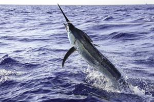 13136 Marlin Fish S