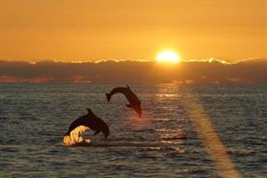 2108 Dolphins At Sunset S