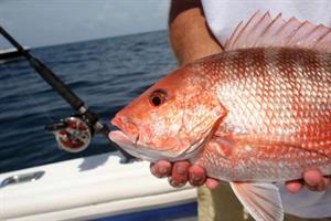2122 Aquapcbrentalssecpcbstingraycharters S