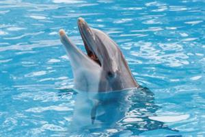 2131 Aquapcbrentalssecpcbgulfworldmarinepark S