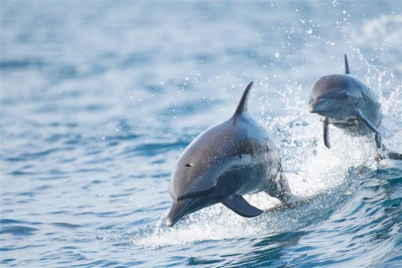 2186 Dolphinsinwater B