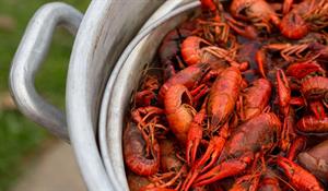 355685 Crawfishboil S