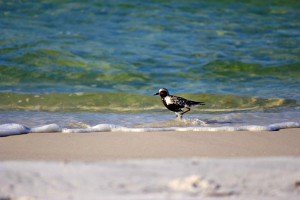 View of wet sand and surf with plover walking through the water