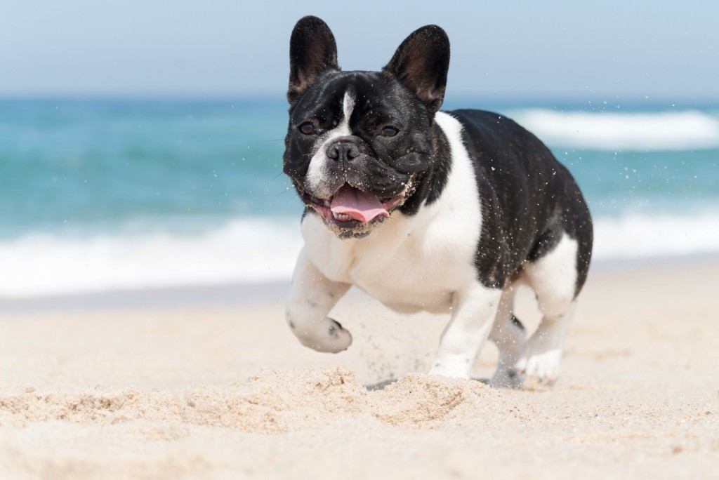 French bulldog running on a dog-friendly beach living his best life.