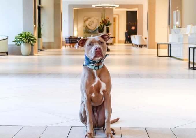 A dog sitting in the lobby of Hotel Effie in Destin, Florida.