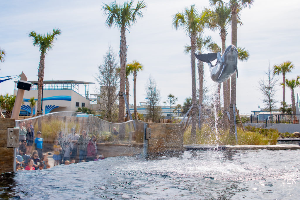 Dolphin doing a high jump during a dolphin show at the Gulfarium in Fort Walton Beach, Florida. 