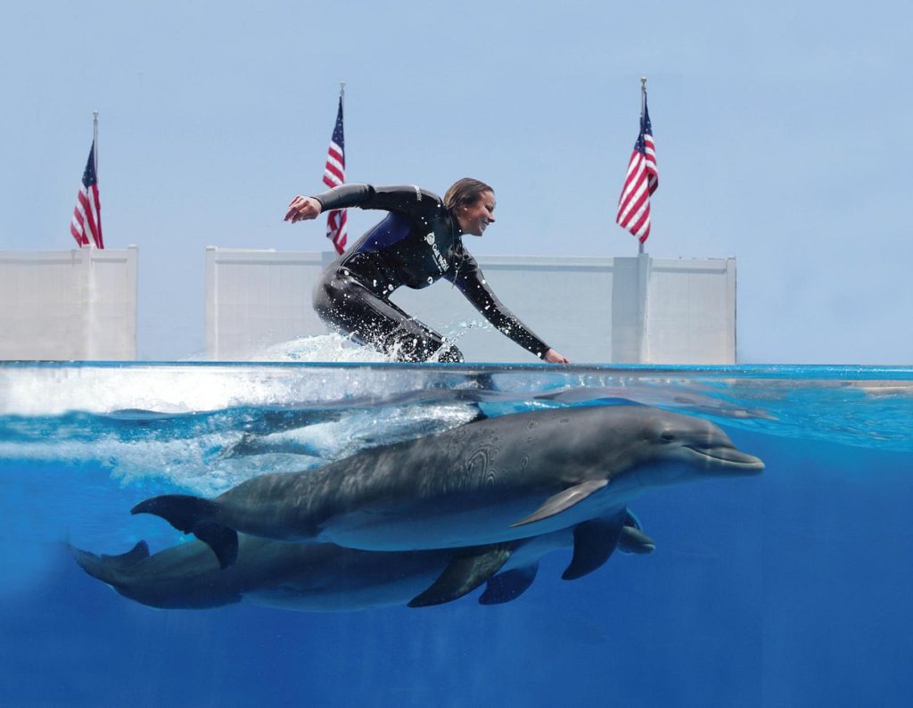 Dolphin trainer rides two dolphins at a show at Gulf World Marine Park in Panama City Beach, Florida.
