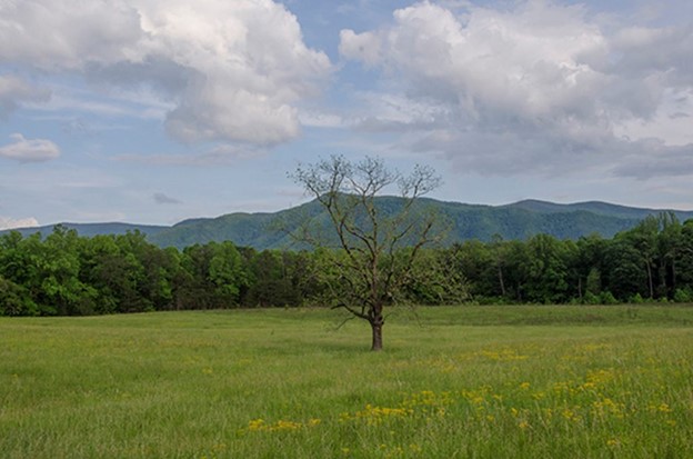 Tree in the Smoky Mountains