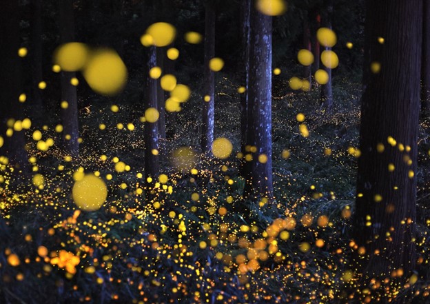 Glowing Fireflies