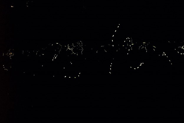 Fireflies at night