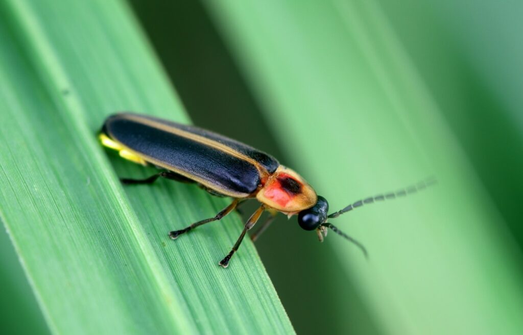 front of firefly close up