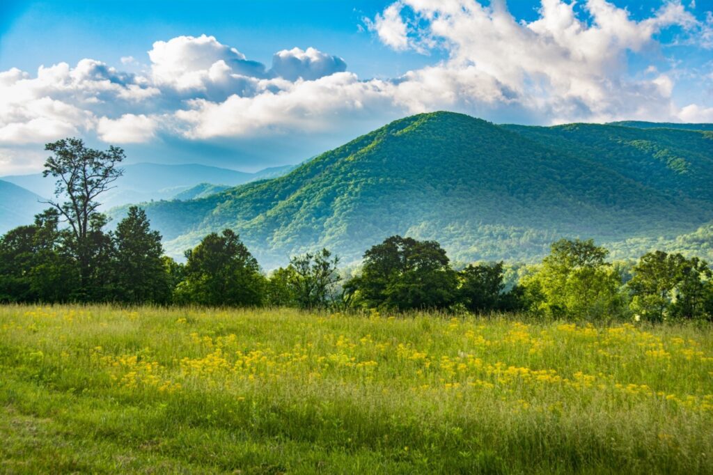 Smoky Mountains Greenery