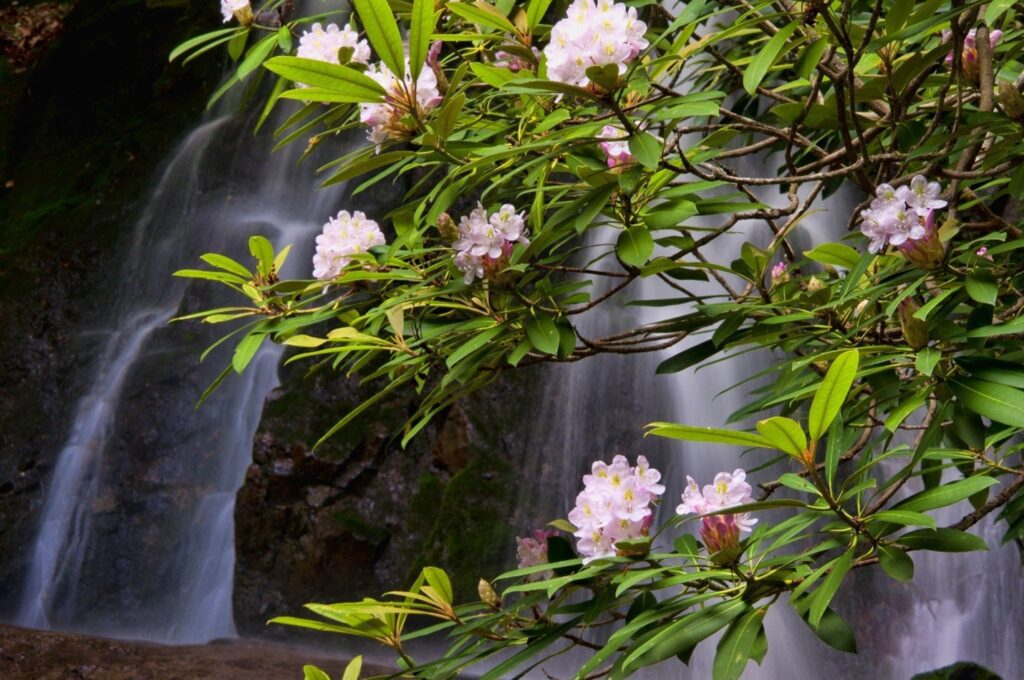 Smoky Mountain Flowers