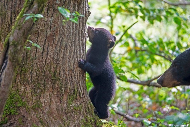 Bear Climbing