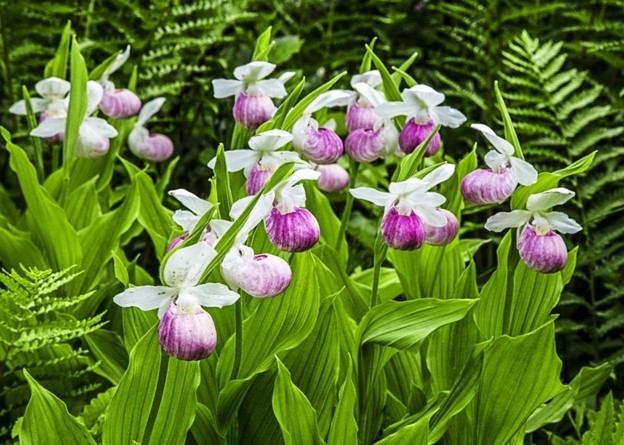 Spring Flowers