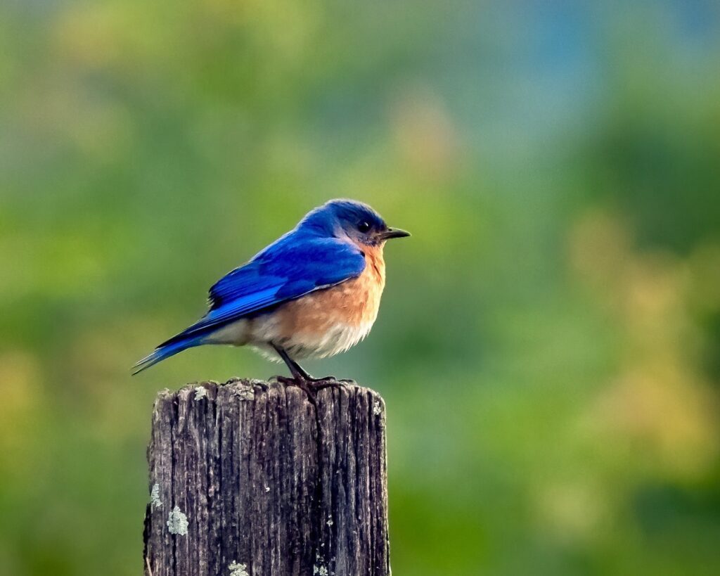 Blue Bird