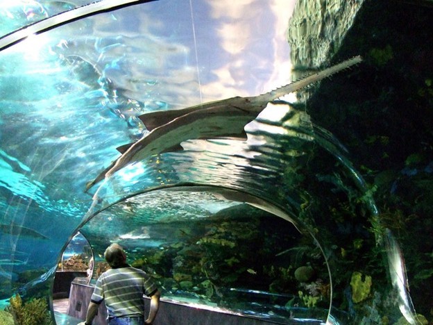 The Aquarium